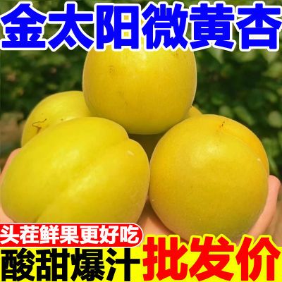 【果园现摘】陕西大黄杏酸甜杏子新鲜水果应季时令金太阳杏子包邮