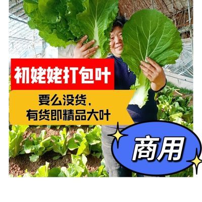 商用超大东北饭包叶80片/箱白菜叶打包叶饭包 26厘米左右大叶