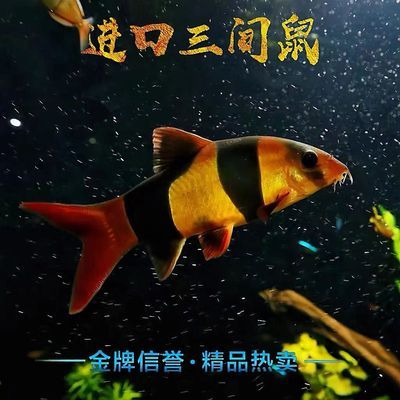 中大型三间鼠鱼热带淡水老鼠鱼底层清洁垃圾工具鱼进口三间鼠鱼