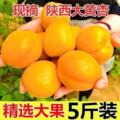 【果园现摘】陕西大黄杏酸甜杏子应季时令新鲜水果金太阳杏子包邮
