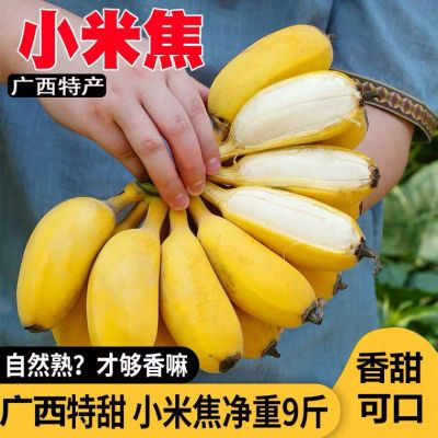 【泡沫箱】广西小米蕉10/5/3/1当季新鲜水果包邮小香蕉皇帝焦批发