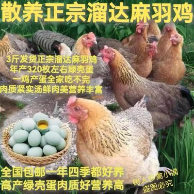 高产双黄蛋3斤重麻羽母鸡到家即将产蛋鸡农家散养土鸡绿壳蛋鸡
