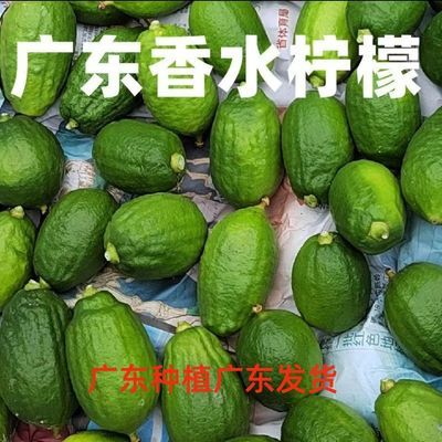 一级果广东香水柠檬新鲜现摘湛江无籽果园奶茶店商用摆摊专用大果