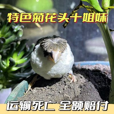 特色菊花头浅驼十姐姐保姆鸟好繁殖性格温顺便宜可爱便宜一对包邮