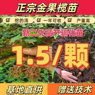 野生新鲜地苦胆苗 金果榄 九龙胆 九牛胆 中药材金果榄苗大苗