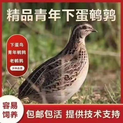 鹌鹑活物下蛋繁殖鹌鹑活物产蛋活鹌鹑宠物包活包下蛋青年鹌鹑活苗