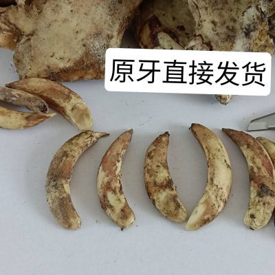 猪牙牙齿獠牙手串珠子原料文玩收藏项链吊坠手把件牙雕优选纯天然