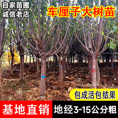 车厘子正宗大樱桃樱桃树苗果树嫁接庭院盆栽南北方种植当年耐寒