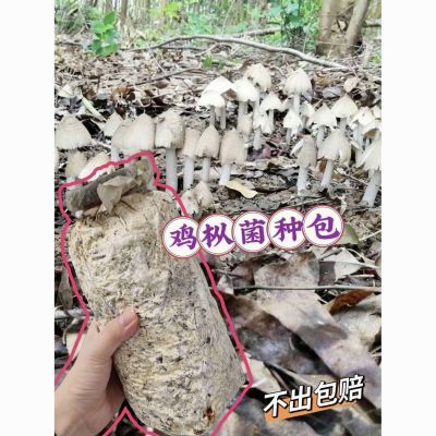 鸡枞菌菌种高产大脚菇斗鸡菇四季可种加种植技术指导