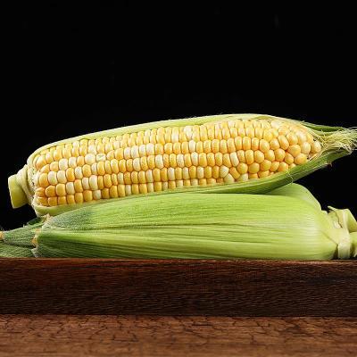 云南水果玉米新鲜玉米甜玉米包谷新鲜蔬菜低脂非转基因当季带皮