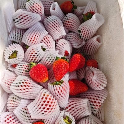云南四季双流草莓新鲜蛋糕烘焙奶茶整箱批发价包邮冰糖葫芦