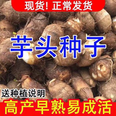 【芋乡味道】山东高产毛芋头种子5斤芋艿农家小芋头