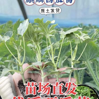 嫁接西瓜8424美都甜王黄瓤盆栽吊瓜黑美人冰糖麒麟礼品瓜