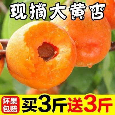 【现货】陕西大黄杏新鲜应季孕妇水果杏子金太阳黄杏酸甜可口整箱