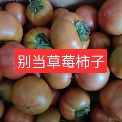 传奇柿子应季水果菜柿子老味道现摘现发新鲜生吃大甜小酸沙砬地