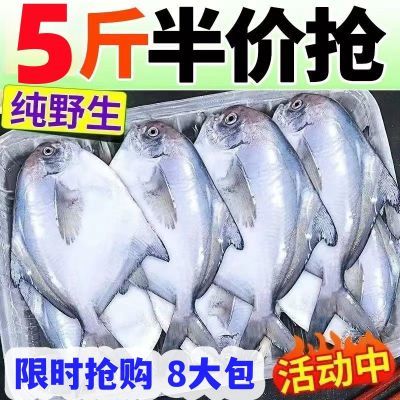 无冰衣银鲳鱼深海特大白鲳鱼鲜活新鲜冷冻海鱼平鱼金鲳鱼海鲜批发