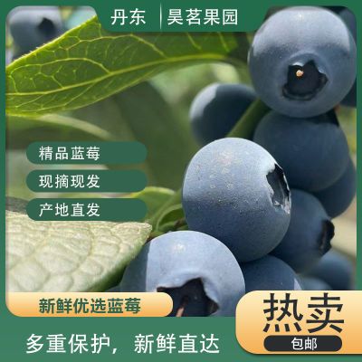 精品蓝莓大果产地直发水果丹东北方水果新鲜盒装包邮新品冲量当季