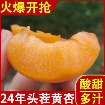 【树上熟】正宗大黄杏新鲜酸甜杏子孕妇时令水果应当季一整箱批发
