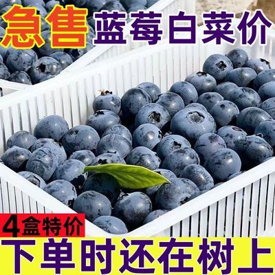 【底价出】蓝莓现摘蓝莓鲜果正宗蓝莓大中特大果4盒8盒应季水果