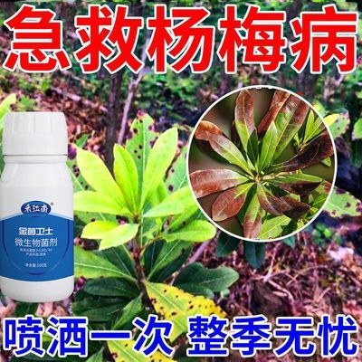 杨梅褐斑病专用药黄叶斑点萎蔫枯枝落叶杨梅病全管专用生物菌剂