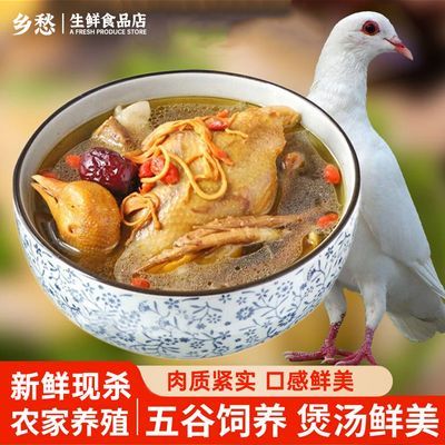 【农家散养/特惠】鸽子肉新鲜现杀乳鸽子土鸽子汤批发老鸽子肉鲜