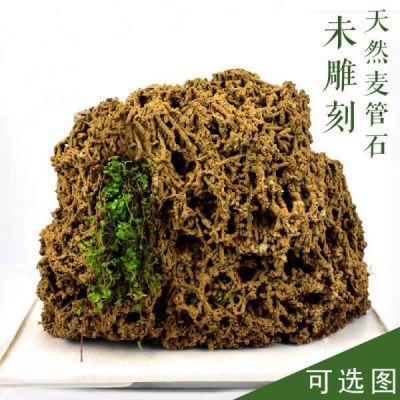 精品麦管石天然上水石吸水石原石植物化石盆景假山微景观浴缸造景