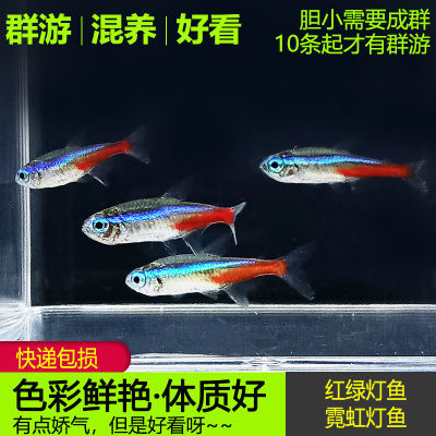 红绿灯鱼活体50条装小型灯科鱼热带观赏鱼斑马绿莲灯群游草缸包邮