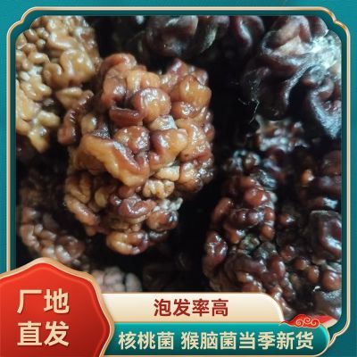 猴脑菌菇,猴脑菌菇马卡菌海参菇玛咖菌饭店用食用菌