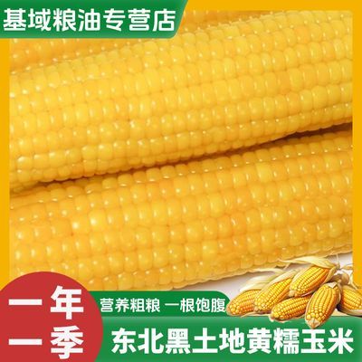 整箱黄糯玉米200g/根非转基因软糯香甜东北玉米真空包装粘玉米