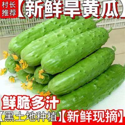 黄瓜东北头茬旱黄瓜水黄瓜小青瓜刺黄瓜脆黄瓜新鲜蔬菜现摘批发