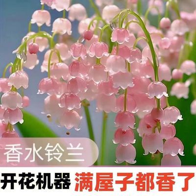 【包成活】铃兰带芽花苗浓香型多年生绿植物四季开花耐寒室内好养
