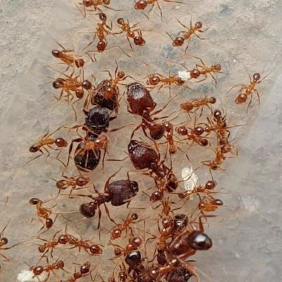 淡黄大头好养观赏蚂蚁工坊宠物蚂蚁新手蚁同巢繁殖