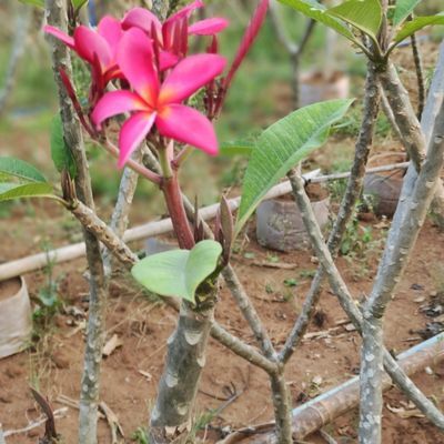 鸡蛋花绚栀子可盆栽土培水培绿植庭院种植园林