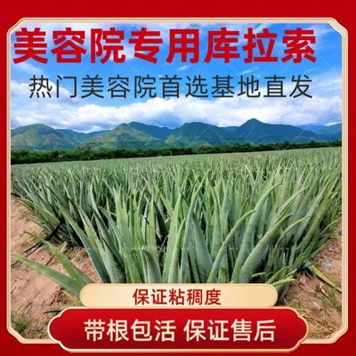 多肉耐高温库拉索芦荟美容院灌肤专用苗植物室内新鲜大颗落地盆栽