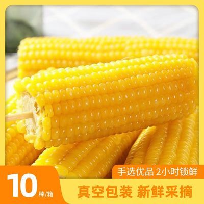 【糯玉米】k正宗东北黄糯玉棒真空包装白糯早餐代餐粘玉米