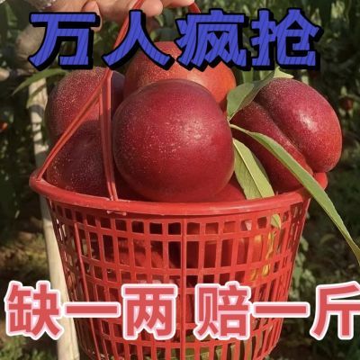 【当季正宗麻点油桃】当日现摘现发时令新鲜水果现货包邮果园直发