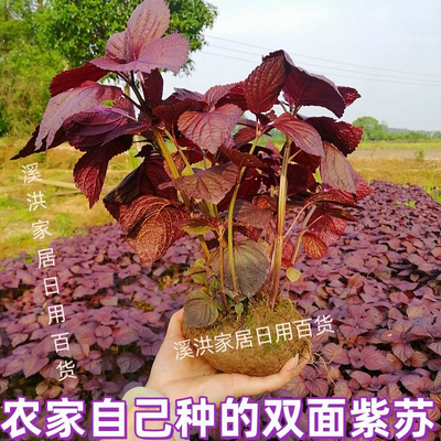 可食用紫苏苗10棵带土带根发货大叶新鲜紫苏幼苗四季盆栽阳台种植
