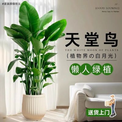 天堂鸟鹤望兰绿植客厅大型绿植摆件室内活绿植装饰吸甲醛大叶美观