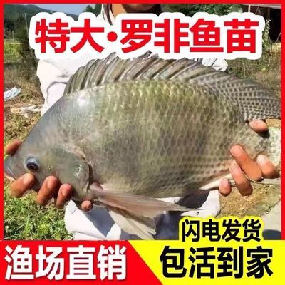 罗非鱼南海一号鲜活大苗特大号脆肉罗非鱼罗非鱼苗大苗特大号耐寒