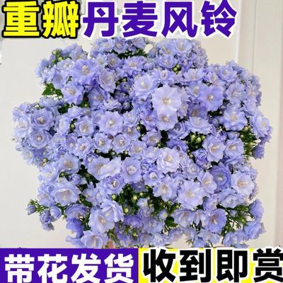 丹麦风铃花盆栽室内植物带花苞重瓣梦露花苗阳台喜阴花卉绿植