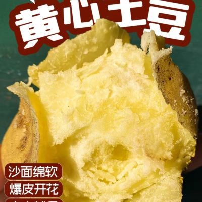 甘肃定西农家土豆黄心黄皮新鲜马铃薯洋芋成品鲜活陇七