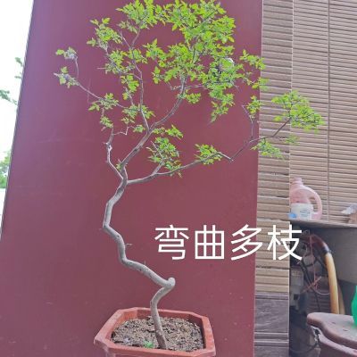 现挖全冠各种造型黄荆(黄金万两)老桩苗室内室外居家创意造景素材