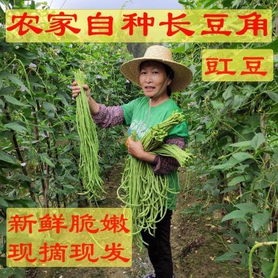 新鲜豇豆长豆角新鲜农家腌制嫩豆角长豇豆新鲜四季现摘泡菜纯天然