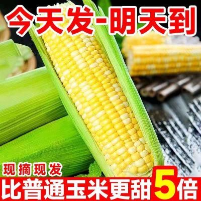 水果玉米广西新鲜甜玉米新鲜现摘黄苞谷嫩玉米棒子9/2/3斤重