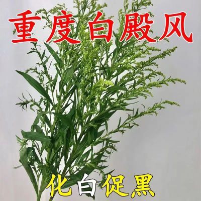 民间好方】去白斑白癜净花斑补骨脂白色增黑色素内调茶