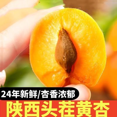 【新鲜现摘】正宗陕西大黄杏精选高山金太阳杏子现摘酸甜青杏子2