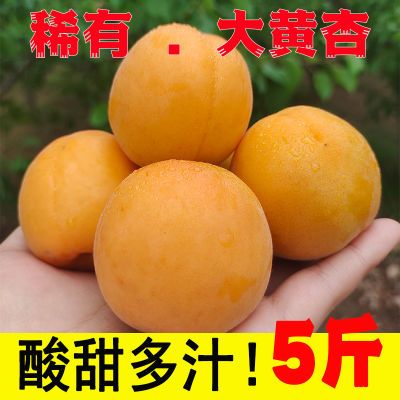 【果园现摘】新鲜杏子大黄杏应季水果酸甜金太阳大黄杏子整箱批发