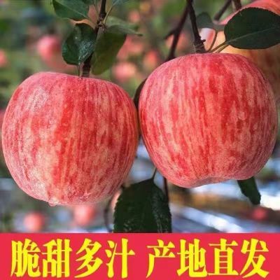 【超低价】正宗红富士苹果水果新鲜丑苹果冰糖心脆甜应季10斤批