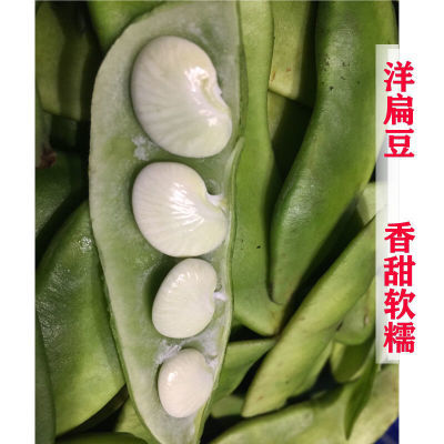 当季洋扁豆剥壳新鲜白芸豆籽温州蔬菜真空包装瑞安农家白豆白玉豆
