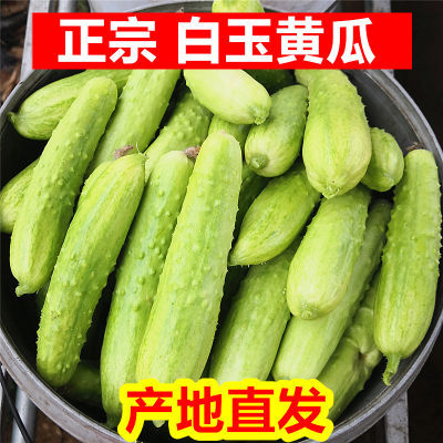 正宗海阳白玉黄瓜新鲜蔬菜时令水果生吃3斤5斤当季现摘青瓜小黄瓜